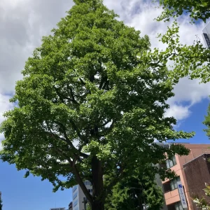ストックフォト #1202