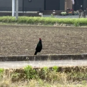 ストックフォト #925