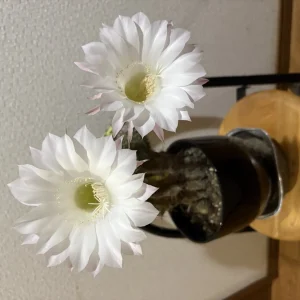 ストックフォト #1158
